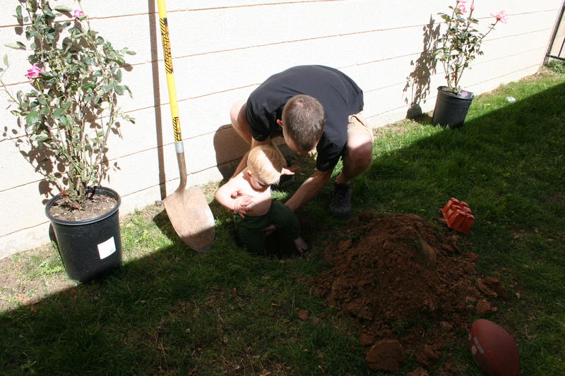 planting roses?