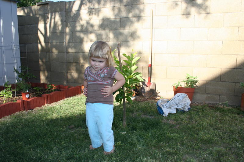 Ali and Tangelo tree