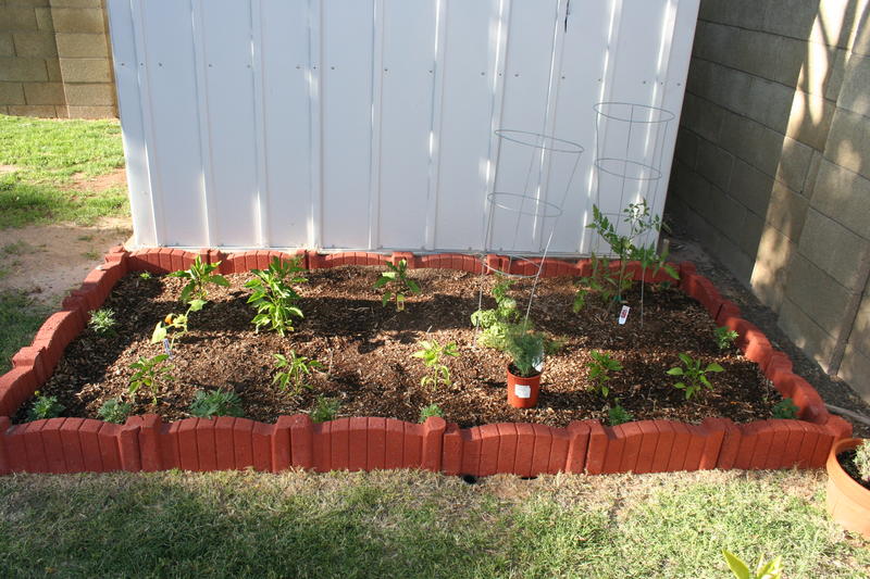 Jess' veggie garden