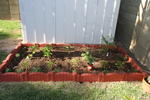 Jess' veggie garden