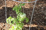 Cherry tomato