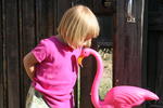 Kiss Flamingo