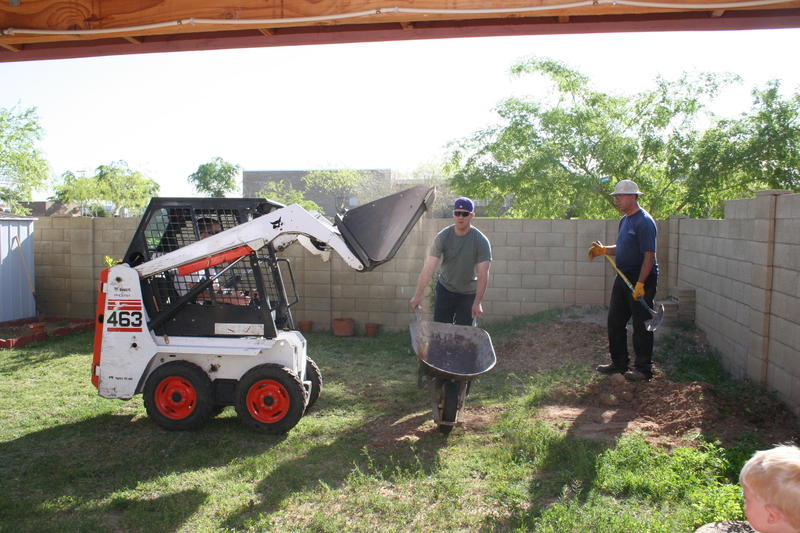 the bobcat