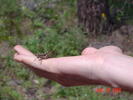 Grasshopper