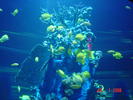 Flounder