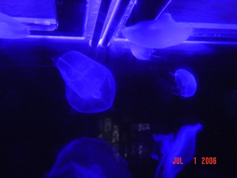 Jelly fish