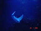 Mr. Ray