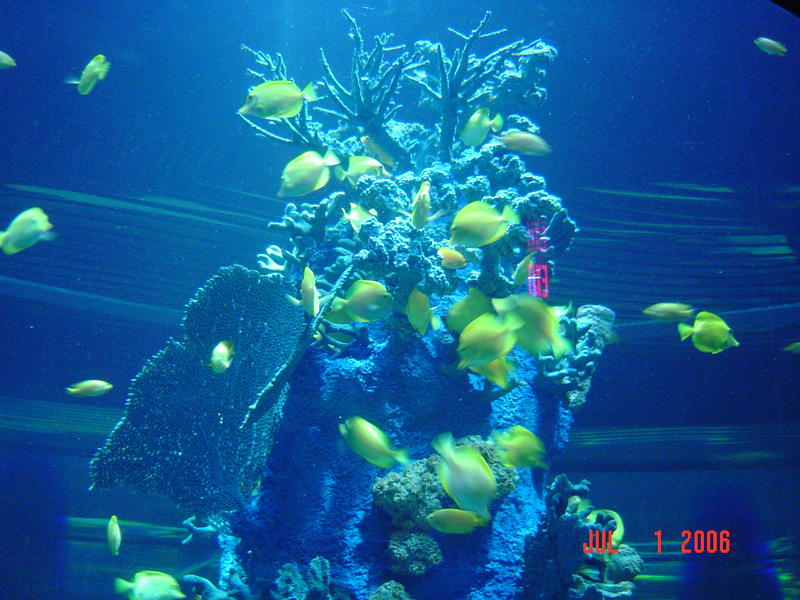Flounder