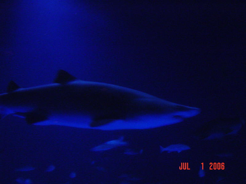 Shark