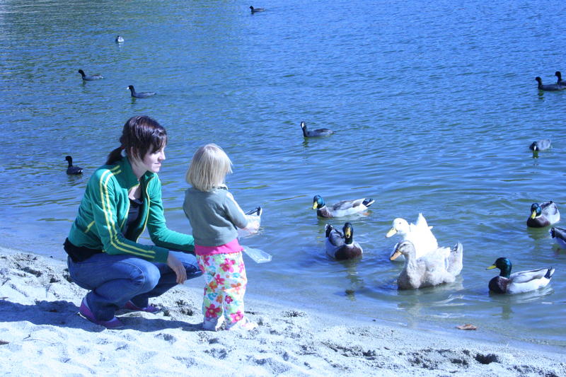Hungry Ducks