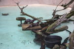 Sea Otters
