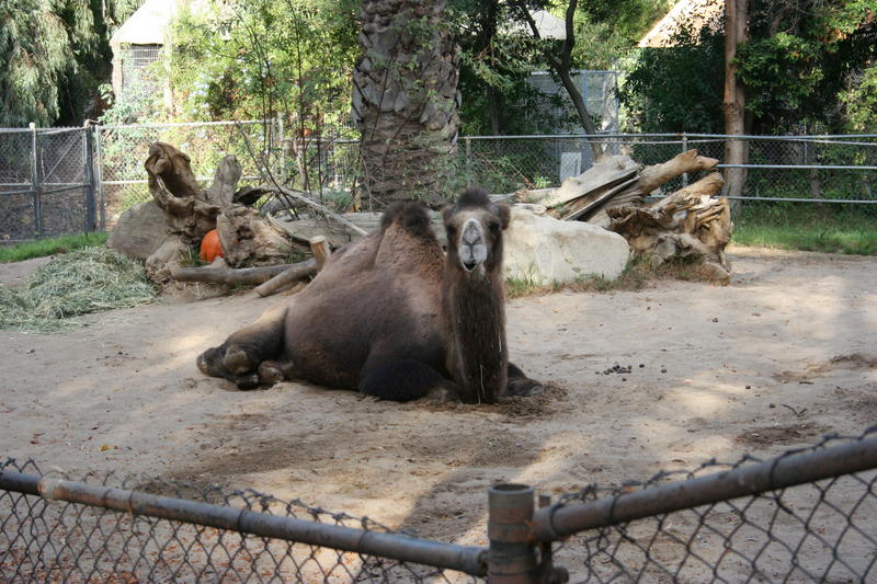 Lazy Camel