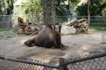 Lazy Camel
